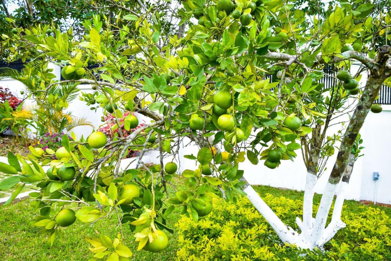 Jamgolia Place Mandeville Extérieur photo